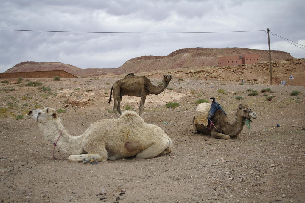Kasbah La Cigogne Bed & Breakfast Ait Ben Haddou Bagian luar foto
